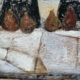 Still Life with four Pears